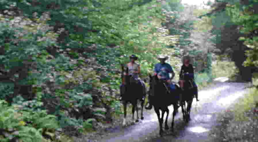 Horses on Gulf Brook Road